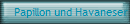 Papillon und Havaneser von Preu�en